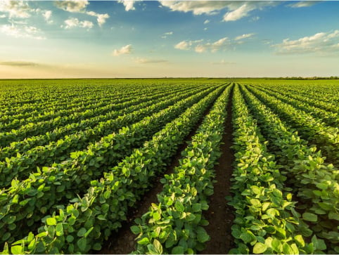 Neat rows of soy crops cover a field and stretch as far as can be seen under a blue sky