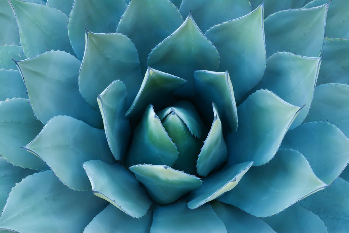 Closeup view of the center of an agave plant